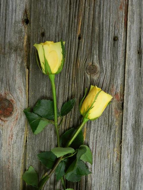 IDOLE   YELLOW ROSES